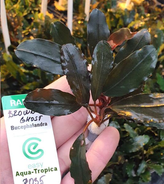 Bucephalandra "Brown ghost" - 1 Pflanze Lose - Aqua-Tropica