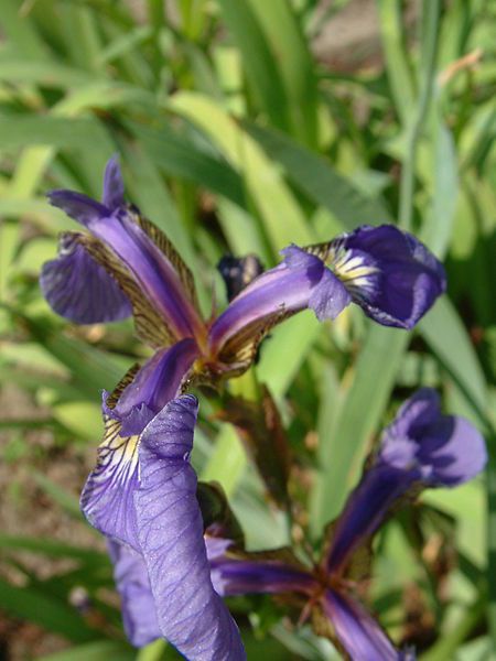Iris setosa' Blaulicht' - Borsten Sumpfschwertlilie