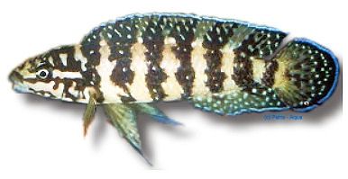 Julidochromis transcriptus gombi - Schwarzweißer-Schlankcichlide
