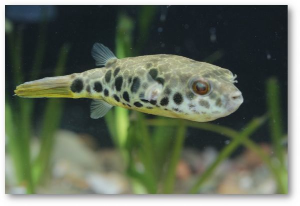Leopardkugelfisch DNZ - Rarität! Tetraodon schoutedeni 3,0 - 4,0 cm