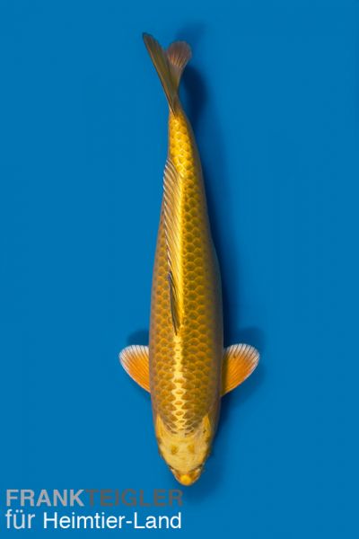 Koikarpfen Koi Yamabuki - Cyprinus Carpio 9,0 - 11,0 cm-