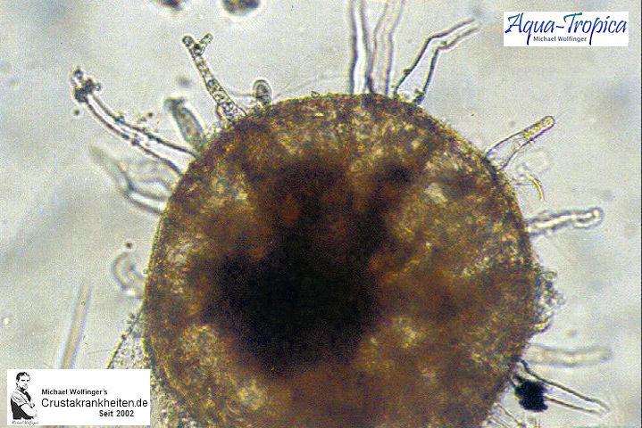 Garnelenei mit Pilz im Mikroskop