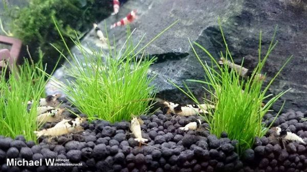 Aqua-Tropica pH-neutraler Shrimp Soil - schwarz 1 Liter