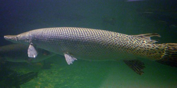 Alligator-Knochenhecht, NZ RARITÄT!! - Atractosteus spatula 6,0 - 9,0 cm