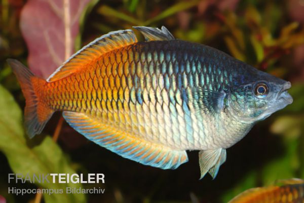 Blau-gelber Regenbogenfisch - Melanotaenia boesemani 3,0 - 5,0 cm