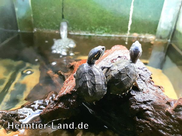 Moschusschildkröte - Sternotherus odoratus Baby