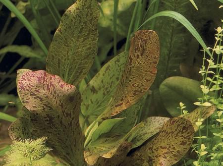 Echinodorus 'Ozelot rot' - Rote Ozelot Amanzonaspflanze