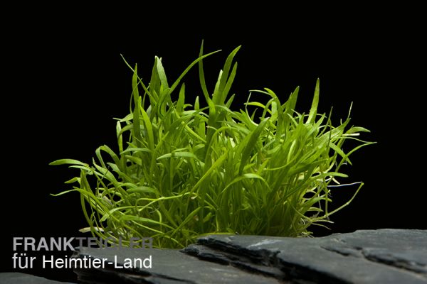 Lilaeopsis novaezelandiae - Neuseeland Graspflanze