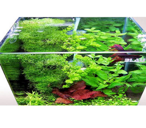 Aqua-Tropica - Betta-Home Delux 28 Liter - Kampffisch Glasaquarium