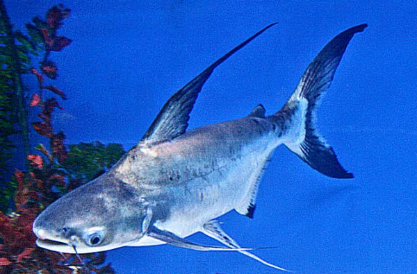 Thai-Shark - Pangasius sanitwongsei 5,0 - 12,0 cm
