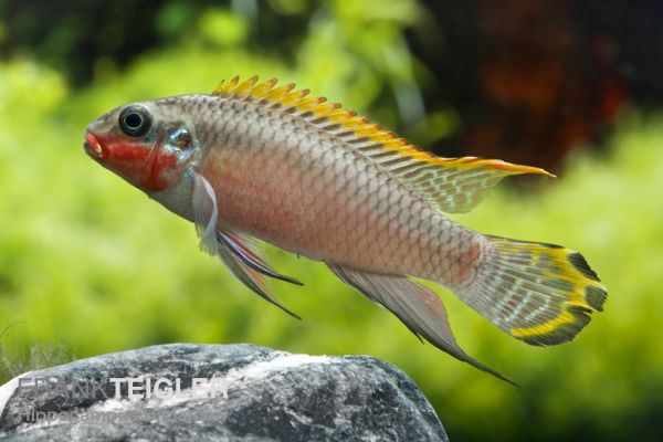 Purpurprachtbarsch smaragt - Pelvicachromis taeniatus