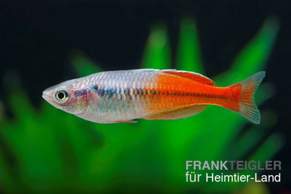 Blau-roter Regenbogenfisch - Melanotaenia boesemani red 3,0 - 5,0 cm