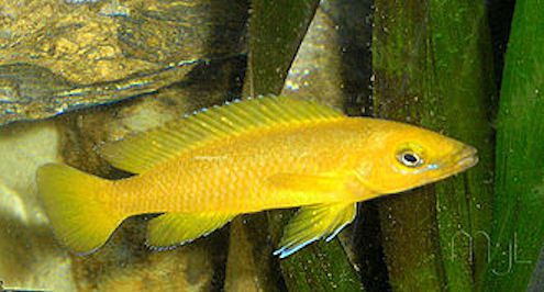 Neolamprologus leleupi orange - Tanganjika-Goldcichlide