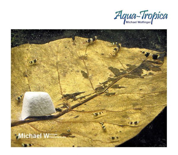 Aqua-Tropica White-Stone - Natural Mineralsteine für Garnelen, Krebse, Schnecken
